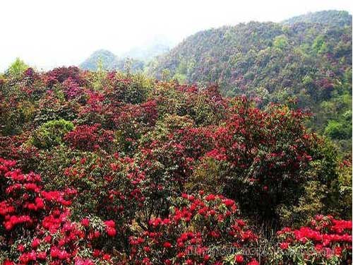 百里杜鹃景区接待游客上百万人 收入逾六亿