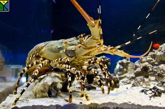 青岛海底世界五一推出观赏虾主题展