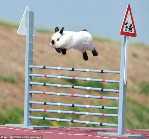 欧洲举行兔子跳障碍赛 世界各地兔迷齐聚