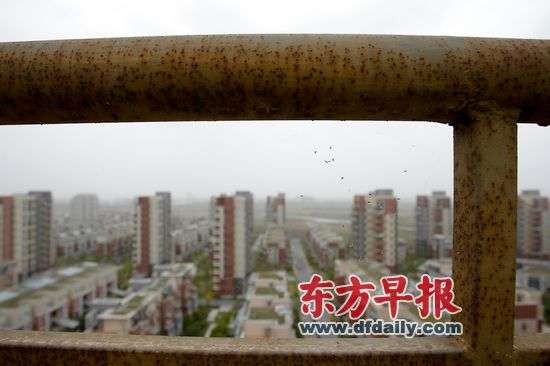 临港新城古棕路一个2009年建成的小区里，金属围栏锈迹斑斑。