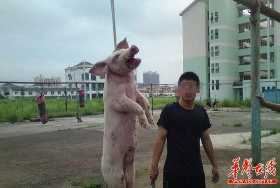 小猪被暴打吊死在横栏上(图片来源:华声在线)