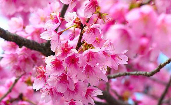 韩国济州岛樱花