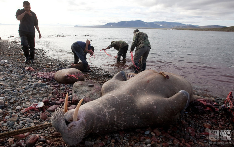 捕杀海洋生物图片