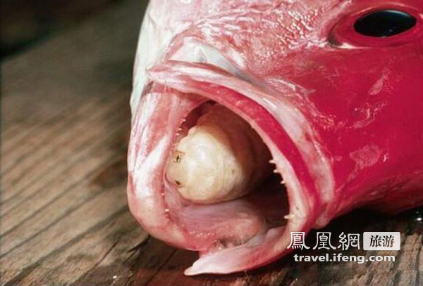 墨西哥旅游实拍当地恐怖鱼舌寄生虫