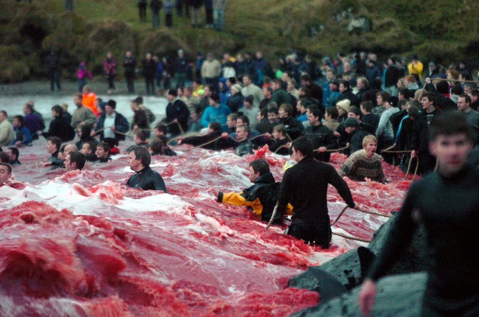 丹麦法罗群岛举行年度捕鲸活动的血腥场面 鲜血染红海水(组图)