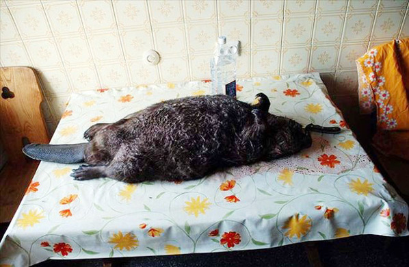 茹毛饮血的俄罗斯人 血腥的海狸火锅生吃驯鹿内脏